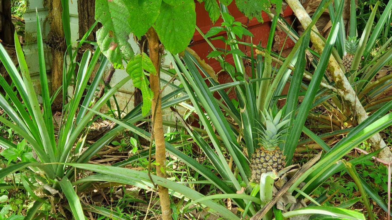 Hotel Jungle Eco Reserve à Colon Extérieur photo