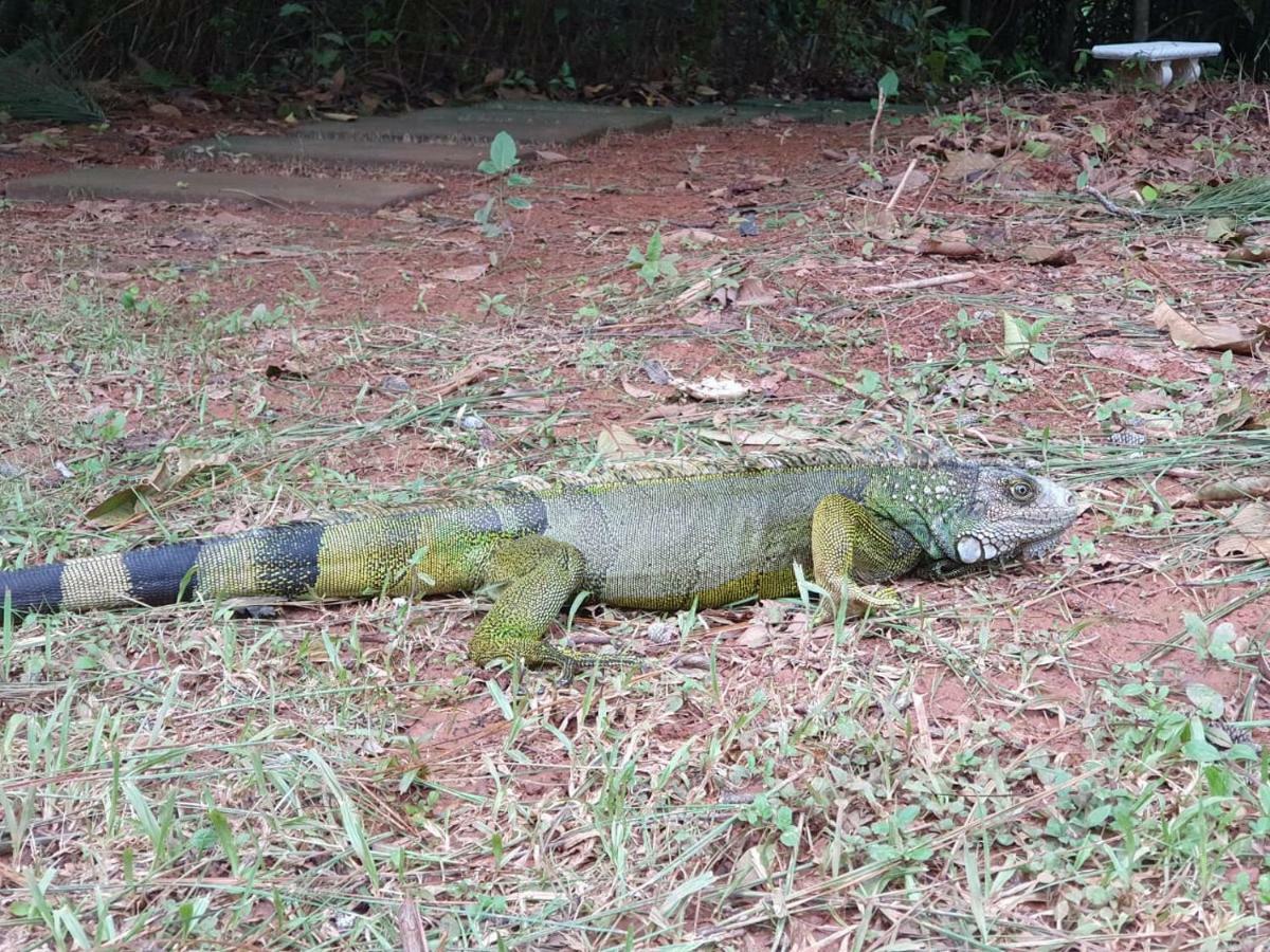 Hotel Jungle Eco Reserve à Colon Extérieur photo