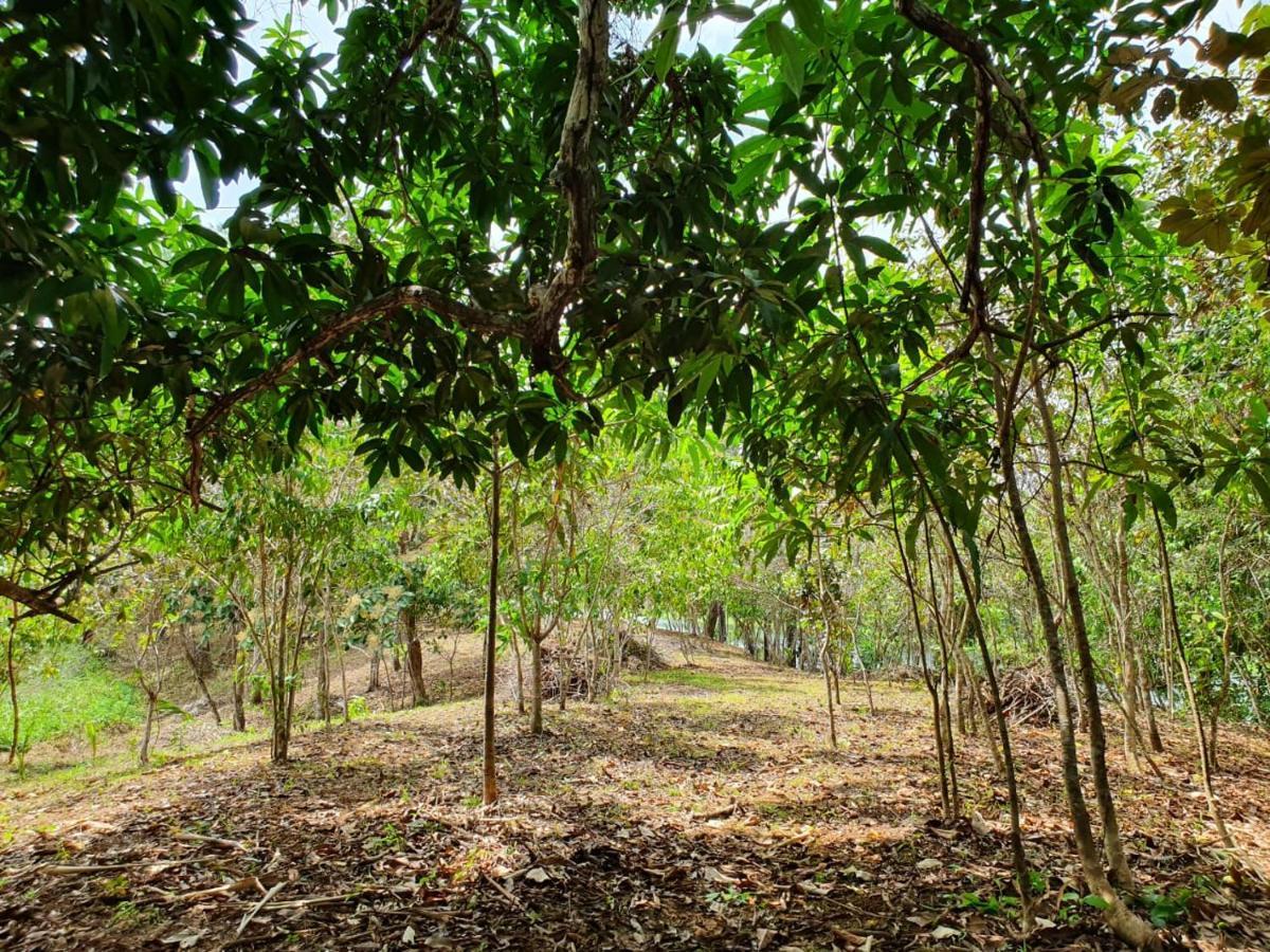 Hotel Jungle Eco Reserve à Colon Extérieur photo